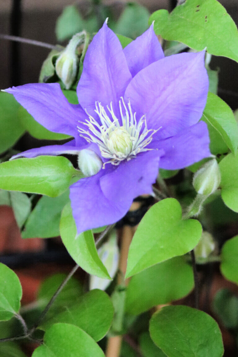 An Alarm Going Off In My Apartment · Cozy Little House