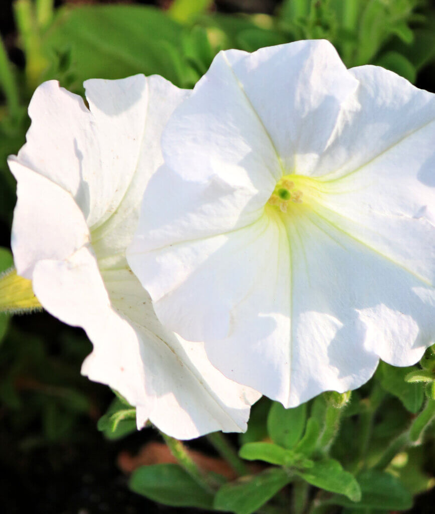 In To-Do List For Your Garden In June, you need to deadhead annuals like these petunias to keep them making blooms.