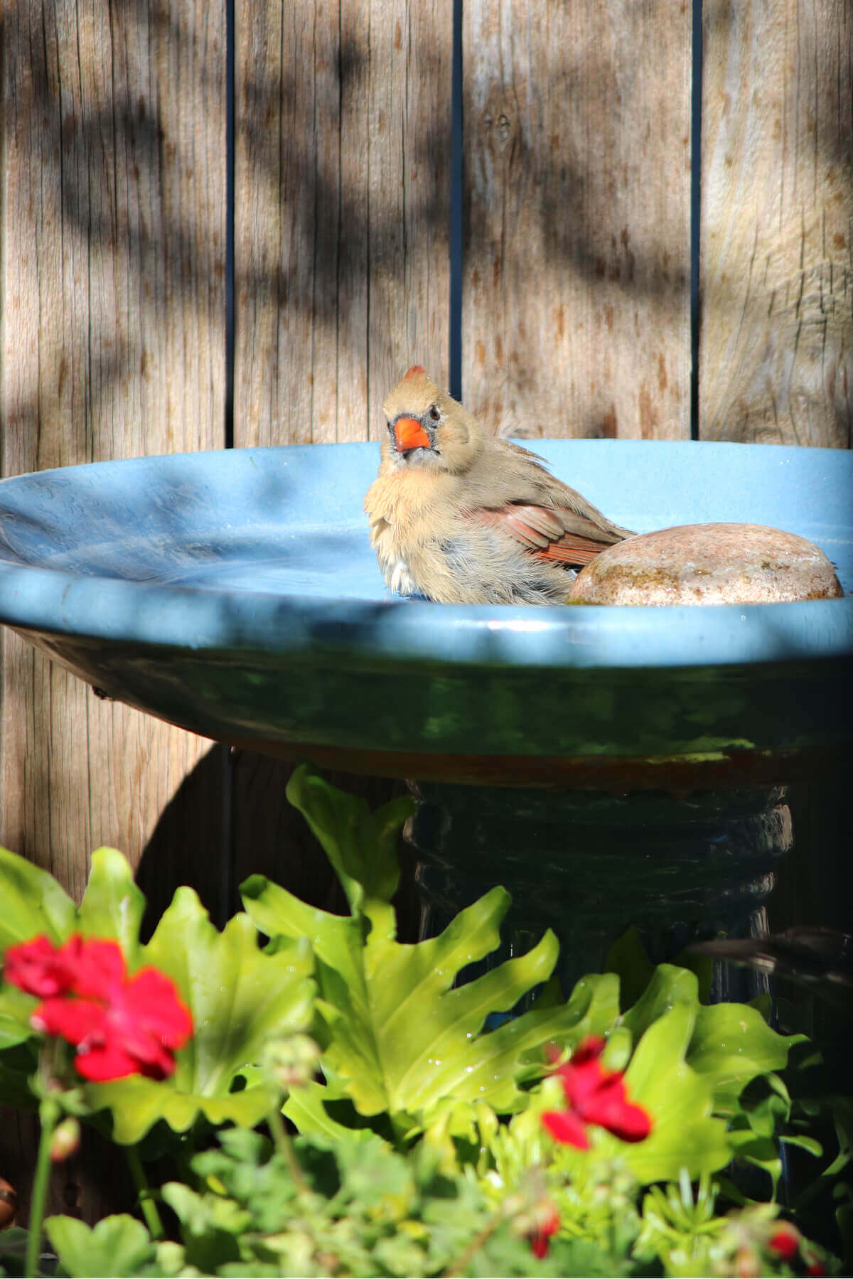 In 12 cozy indoor winter activities, sometimes I sit by the window and watch the female cardinal bathe in the blue bird bath.