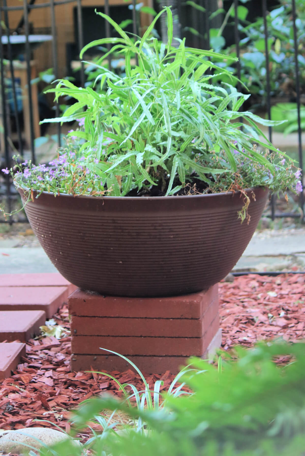 The fern pot isn't looking so good. Well, the fern is healthy, but the purple lobelia needs to be replanted with seeds.