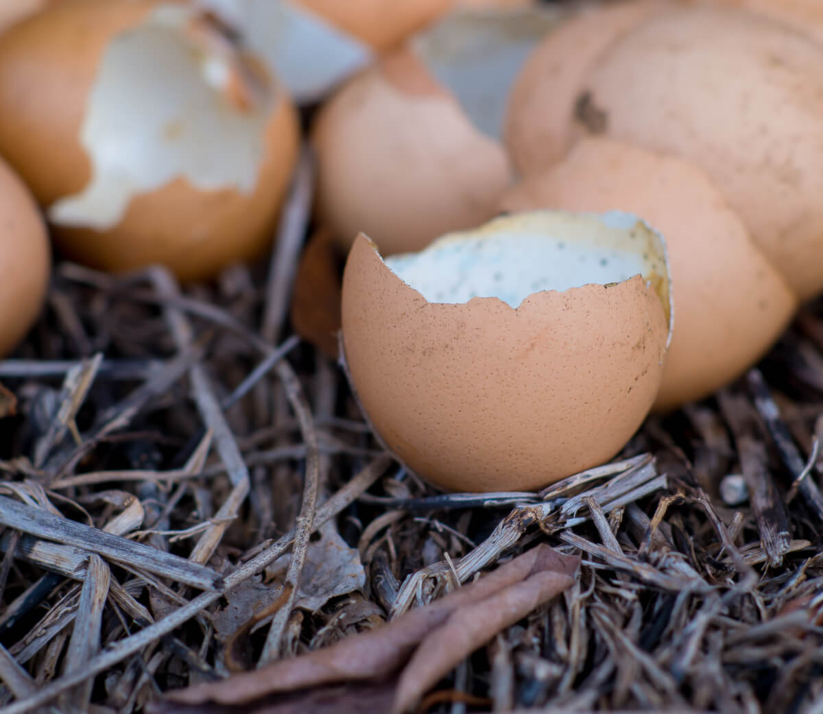 How to use egg shells in your garden.