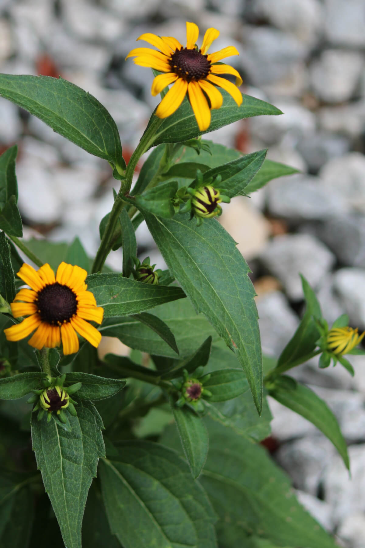 As you can see, my mystery plant turned out to be a Black-Eyed Susan plant.