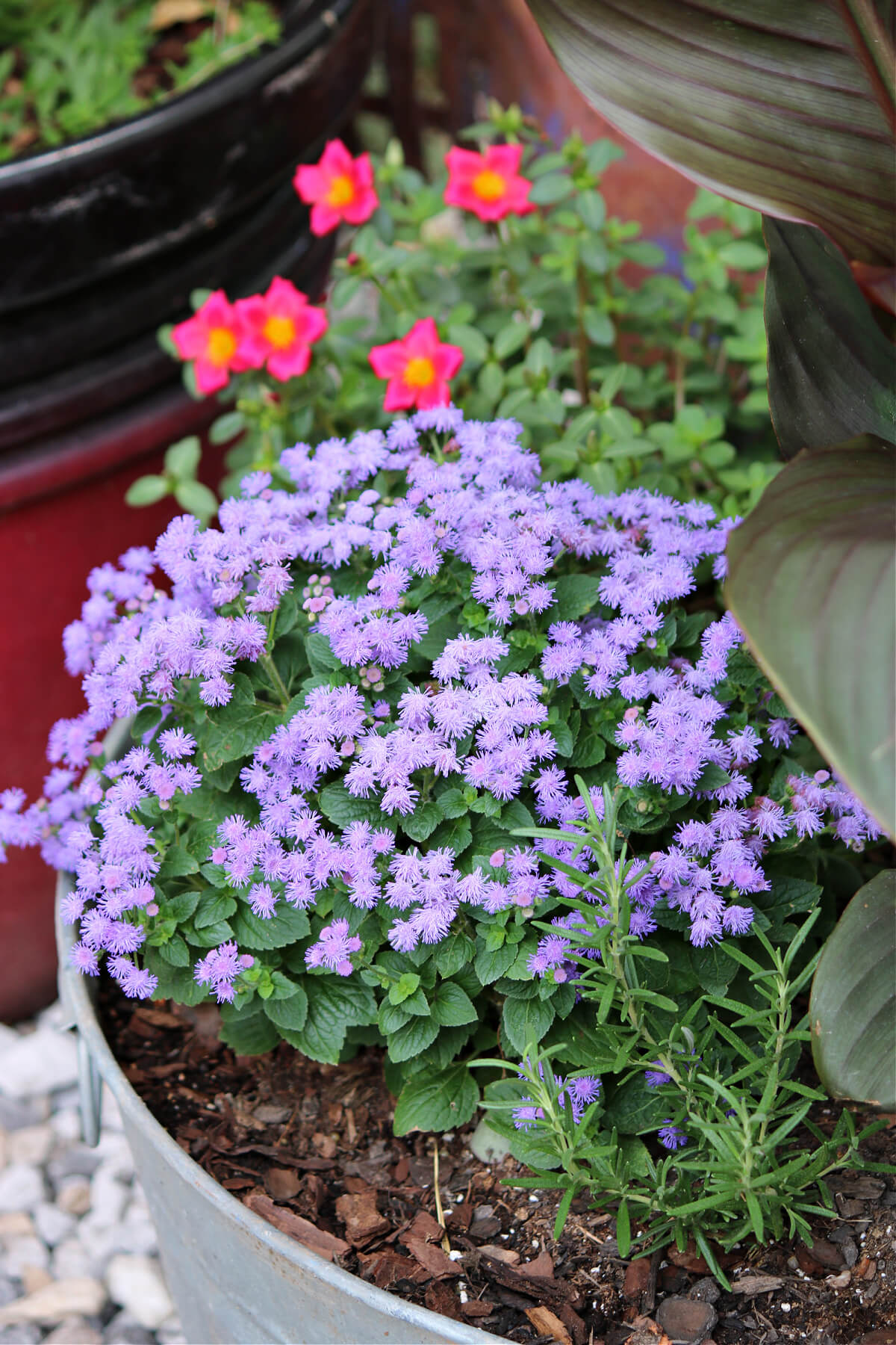 This beautiful plant has many small purple blooms. It is next to a small rosemary plant.