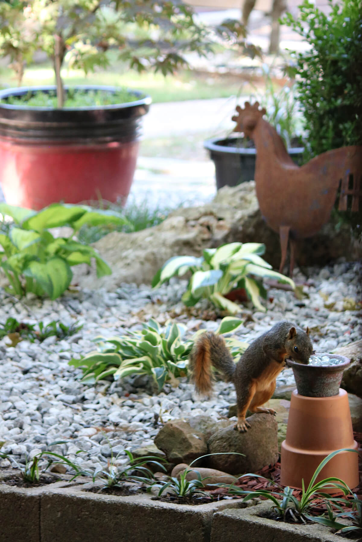 Squirrel drinking water in my yard