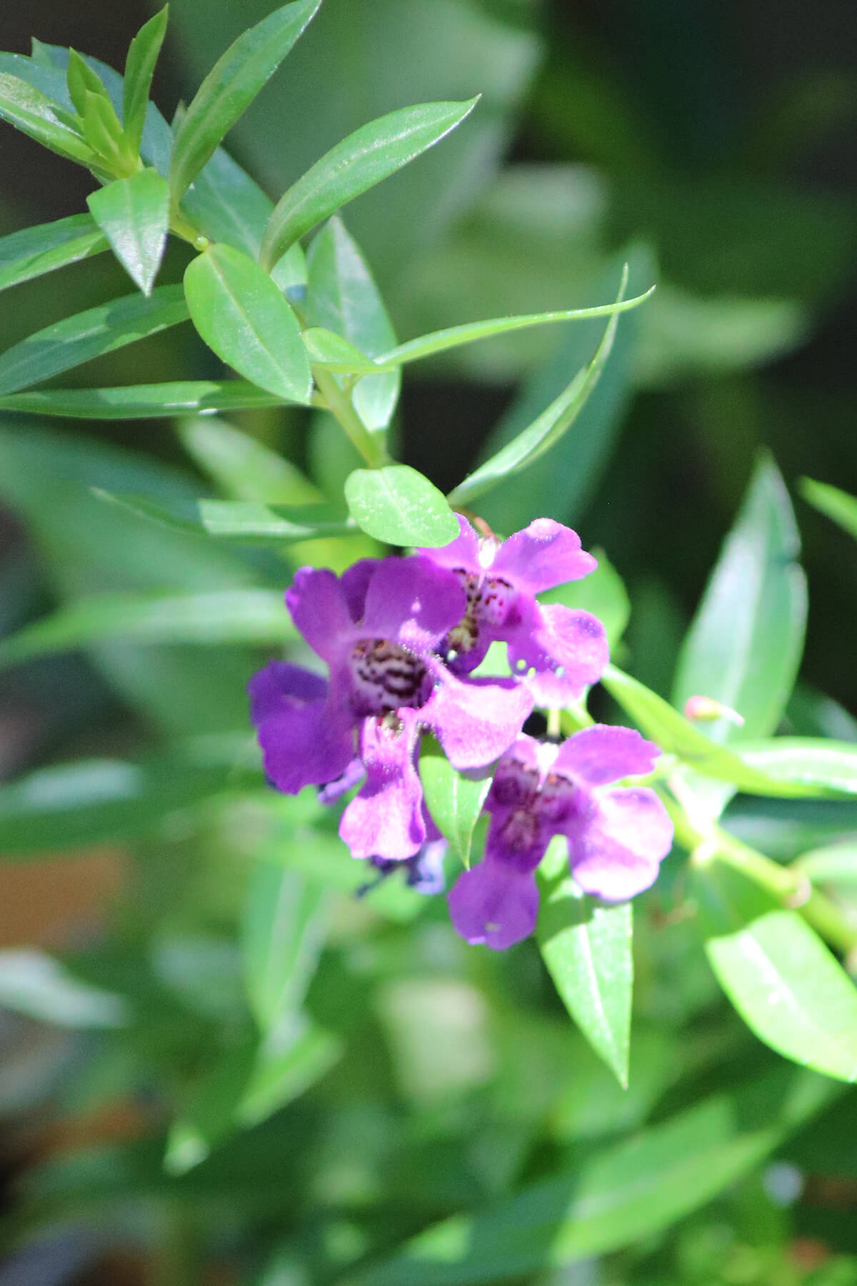 During the long hot days of August, plants are doing their best to put out blooms.