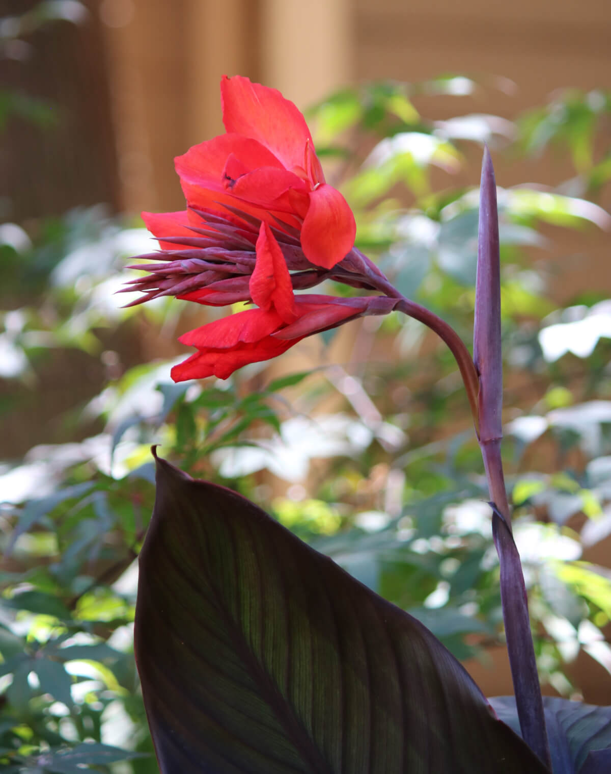 During the long hot days of August, the canna puts out many red blooms.