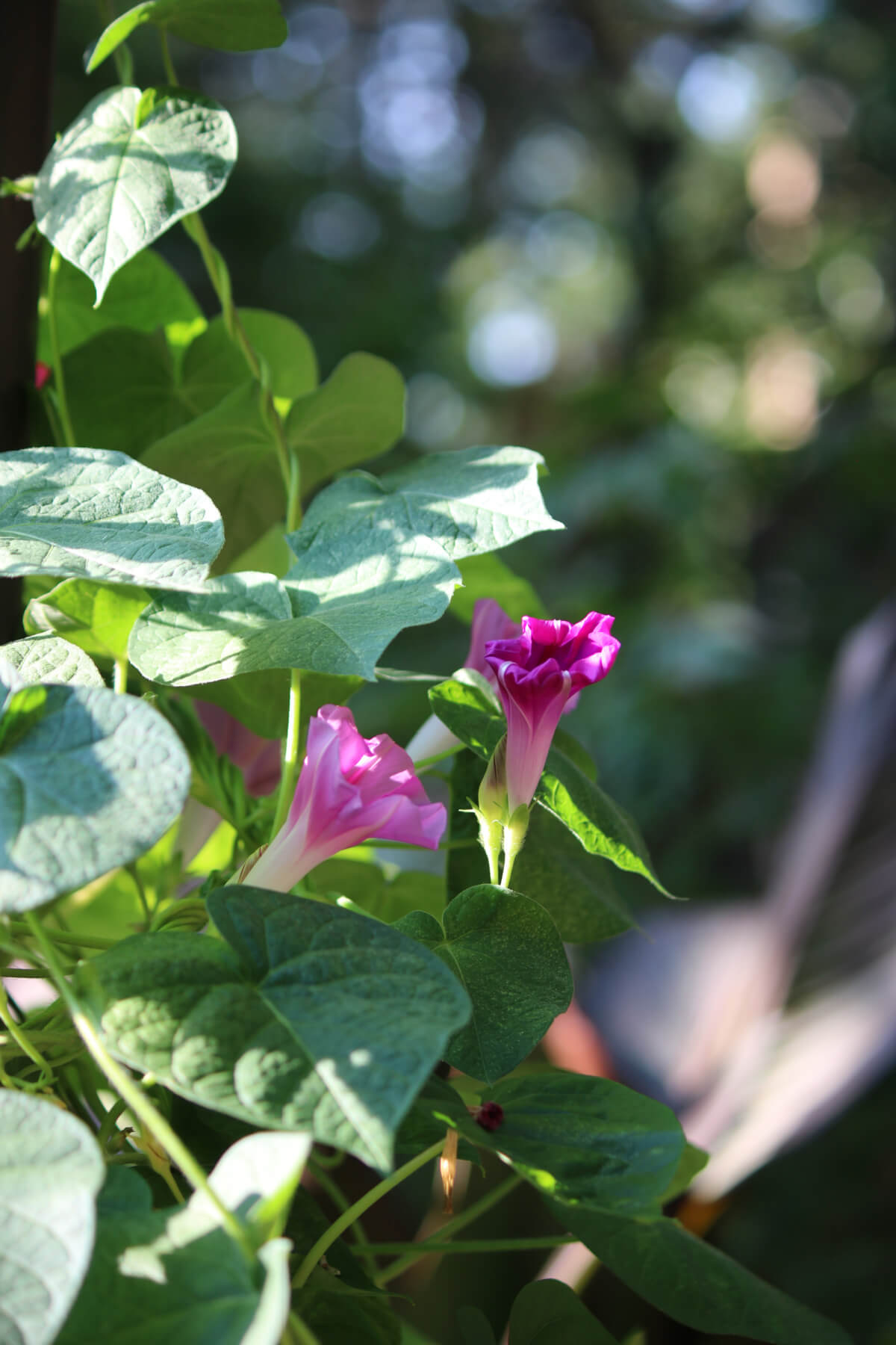 In Sunday Snippets 8/20/23. pink morning glories