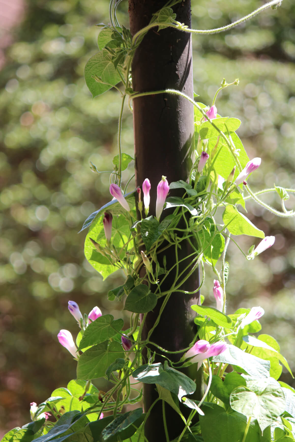 Morning glories, both pink and purple, are crawling up the light pole.