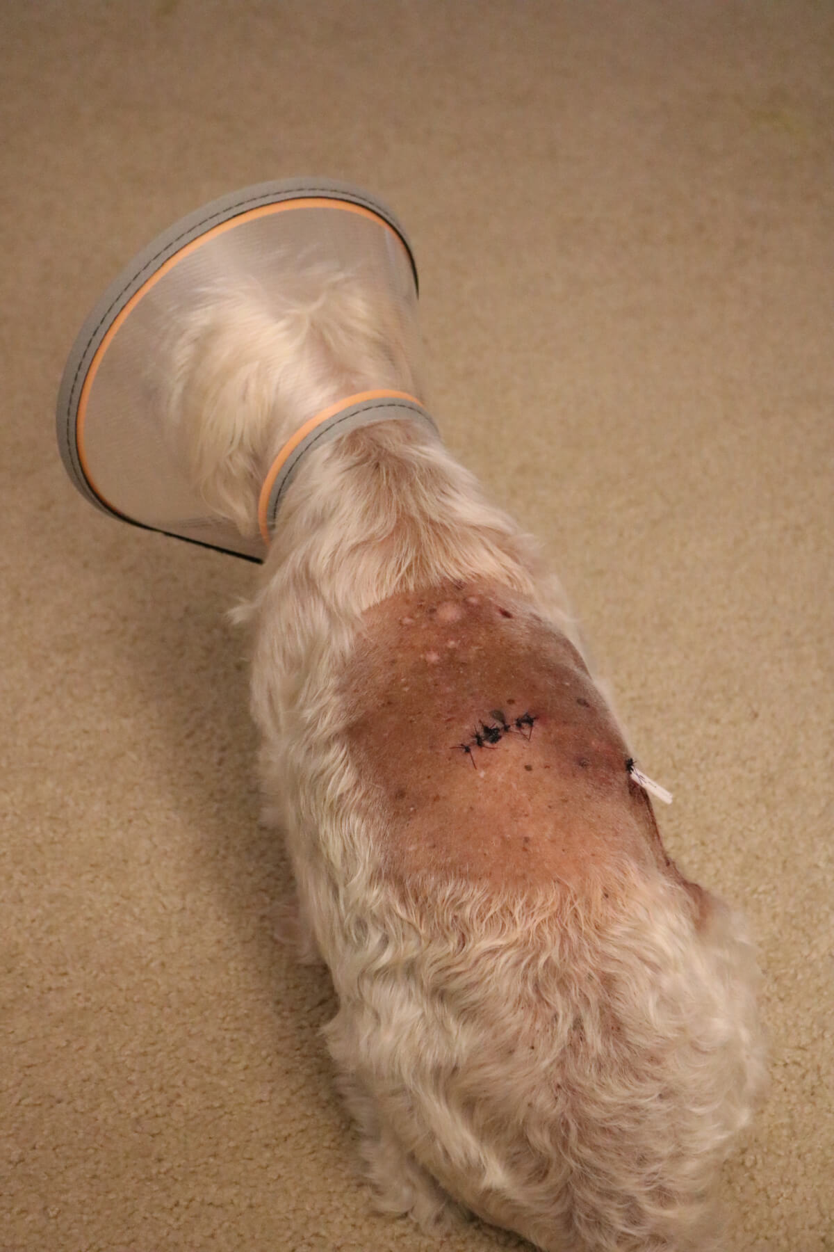 Another view of the puncture wounds on the dog.