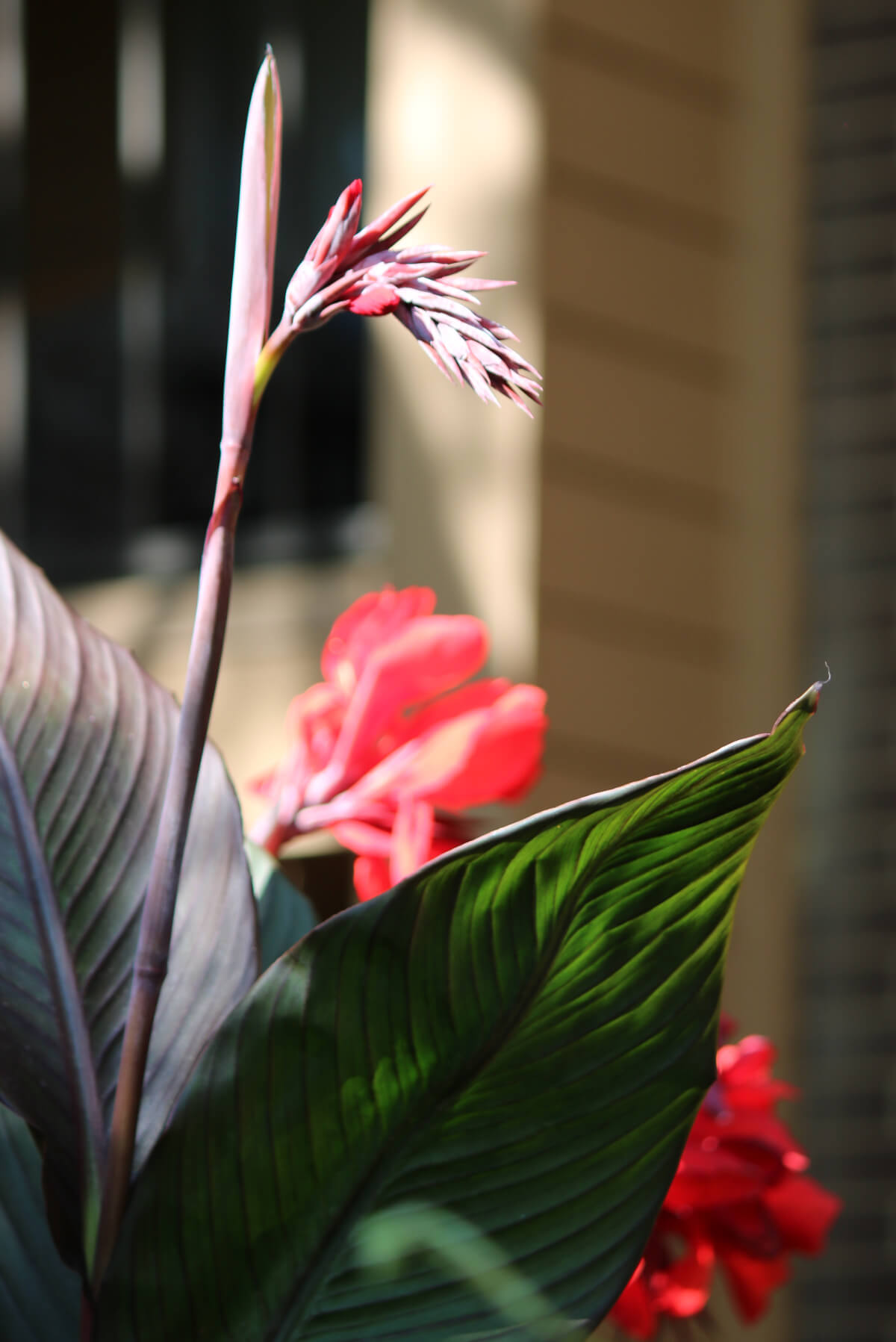 The tall canna plant with red blooms