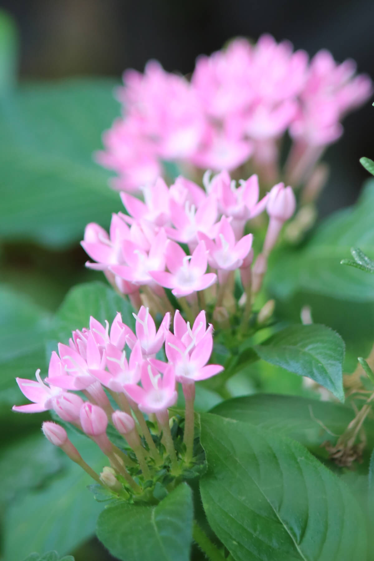 In Sunday Snippets 9/17/23, these are pink pentas