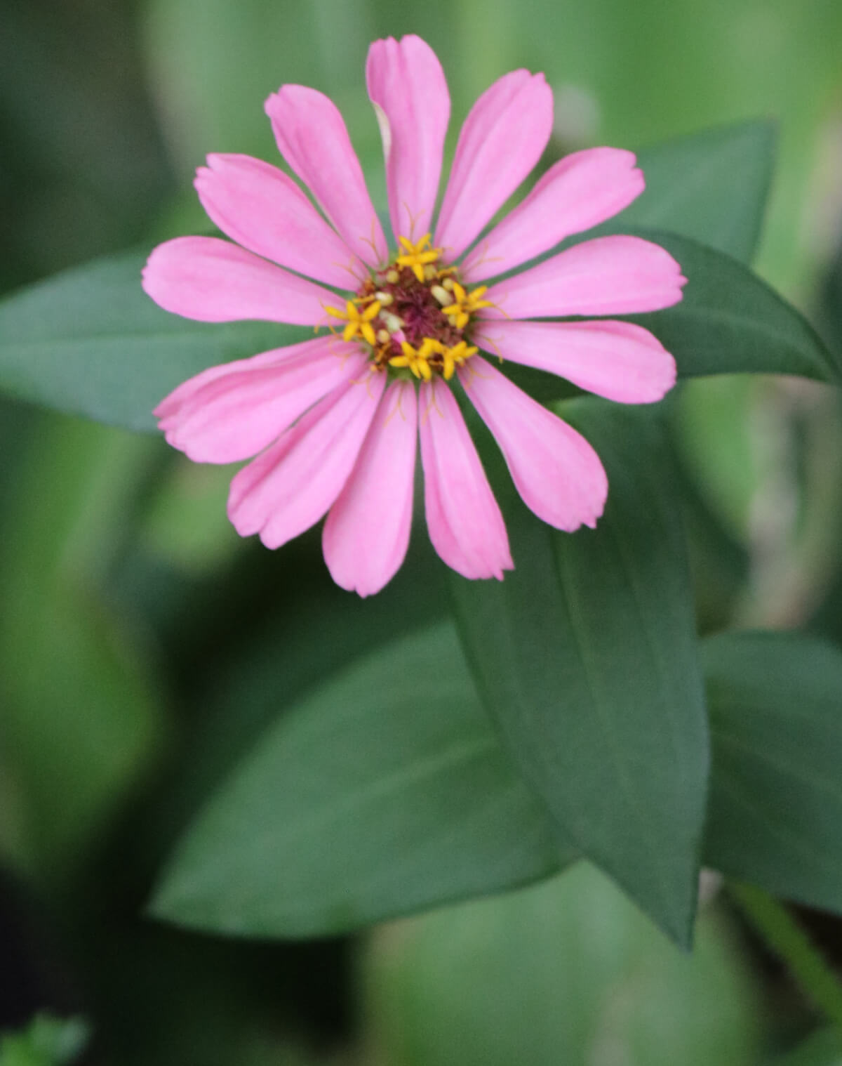 In Sunday Snippets 9/17/23 this is one of my pink zinnias