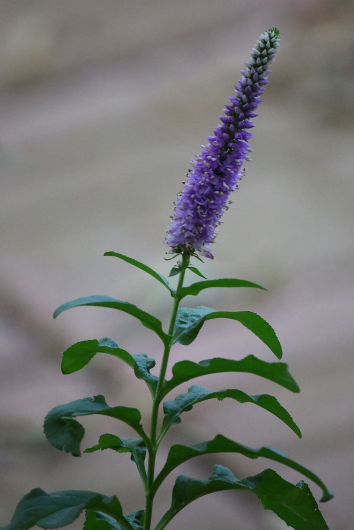 Veronica with a purple bloom