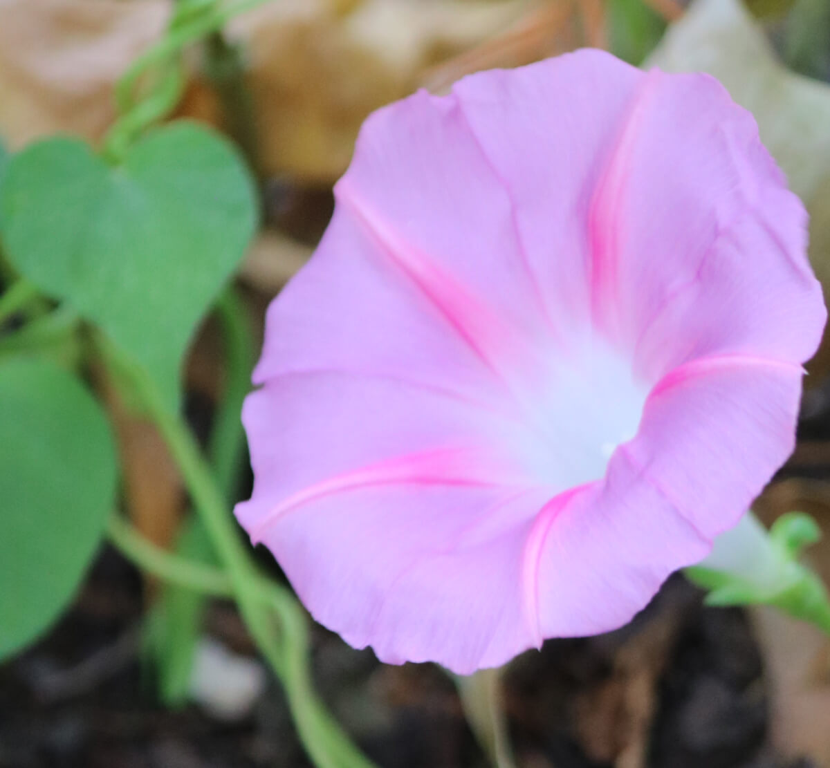 In Sunday Snippets 9/24/23, this is a pink petunia in my garden