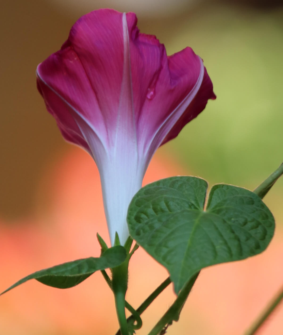 In Sunday Snippets 9.10.23, a pink morning glory in my garden