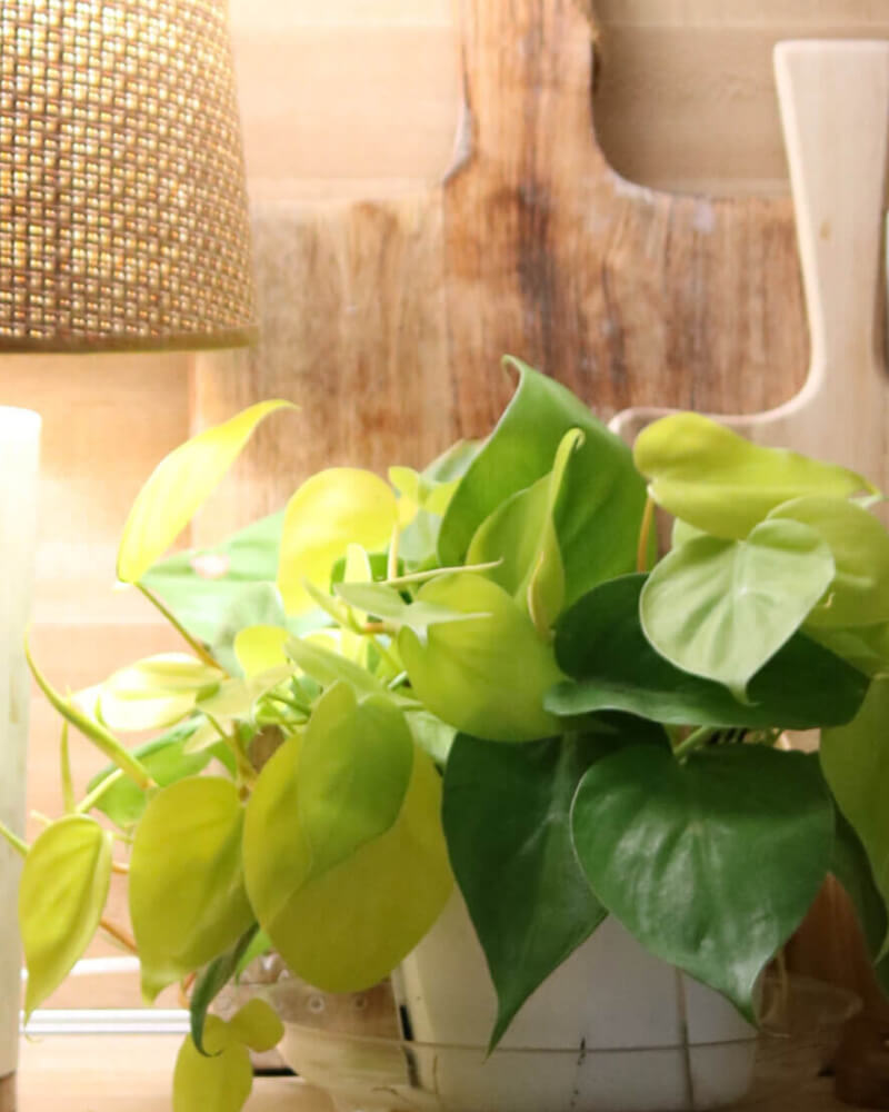 In 6 Elements Of A Cozy Home, house plants bring warmth to a room.