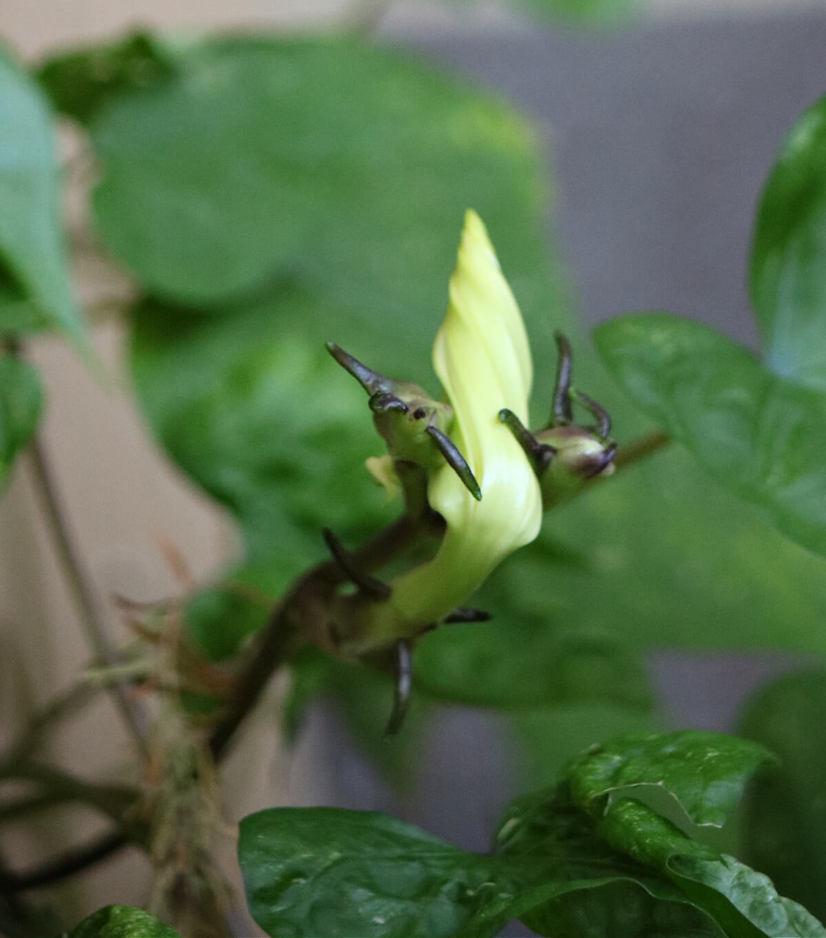 A moon flower bloom forming into a flower