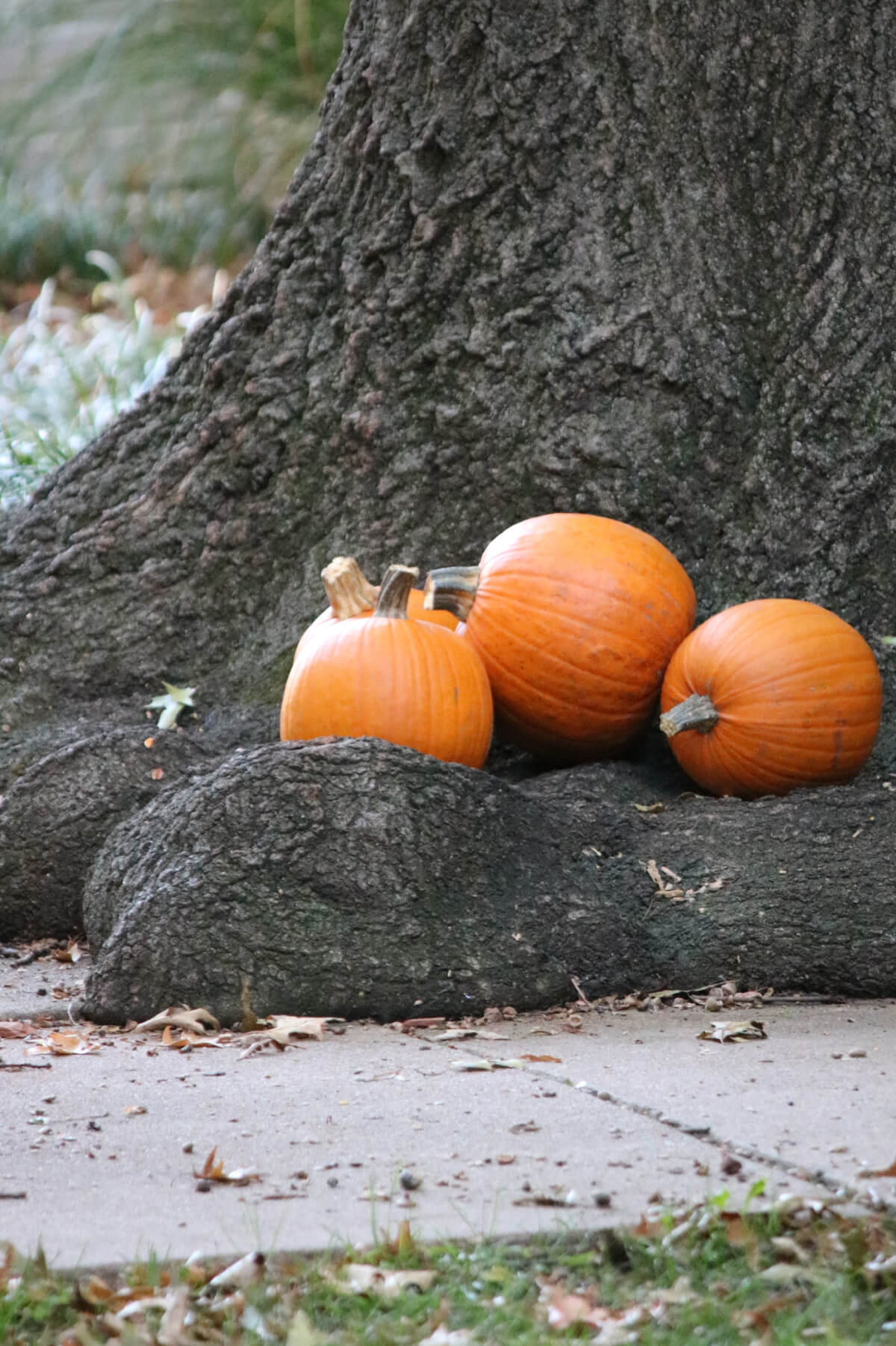 In Sunday Snippets 10.21.23, this is the tree next to my apartment with pumpkins someone put there.