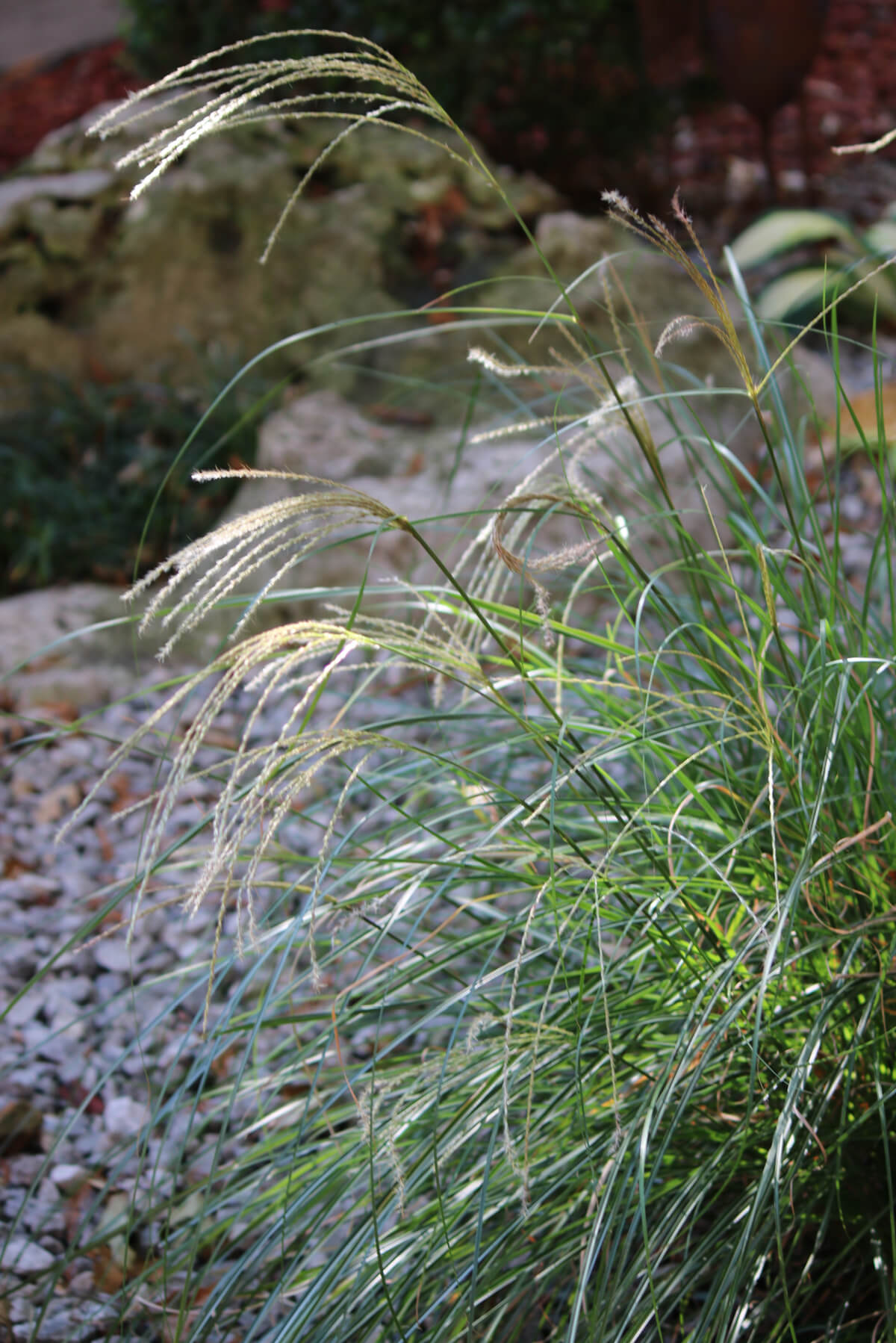 In Sunday Snippets 10.15.23, ornamental grass growing in my garden