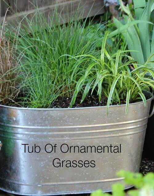 Tub of various ornamental grasses