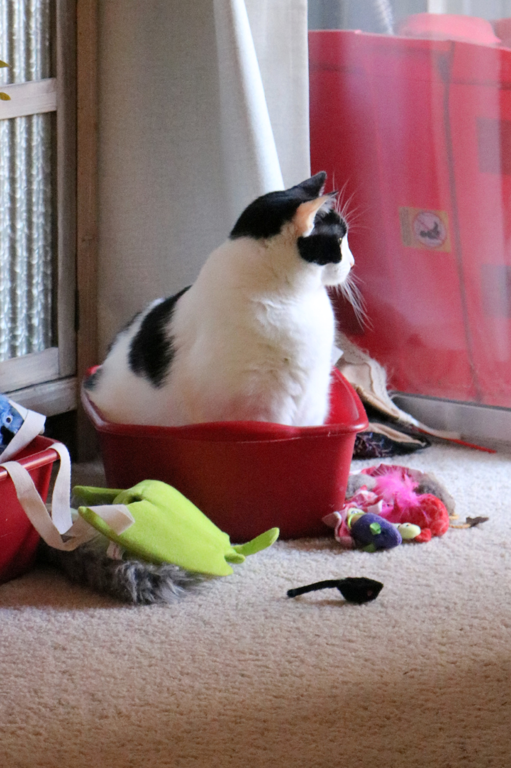 Ivy sitting in her empty toy tub