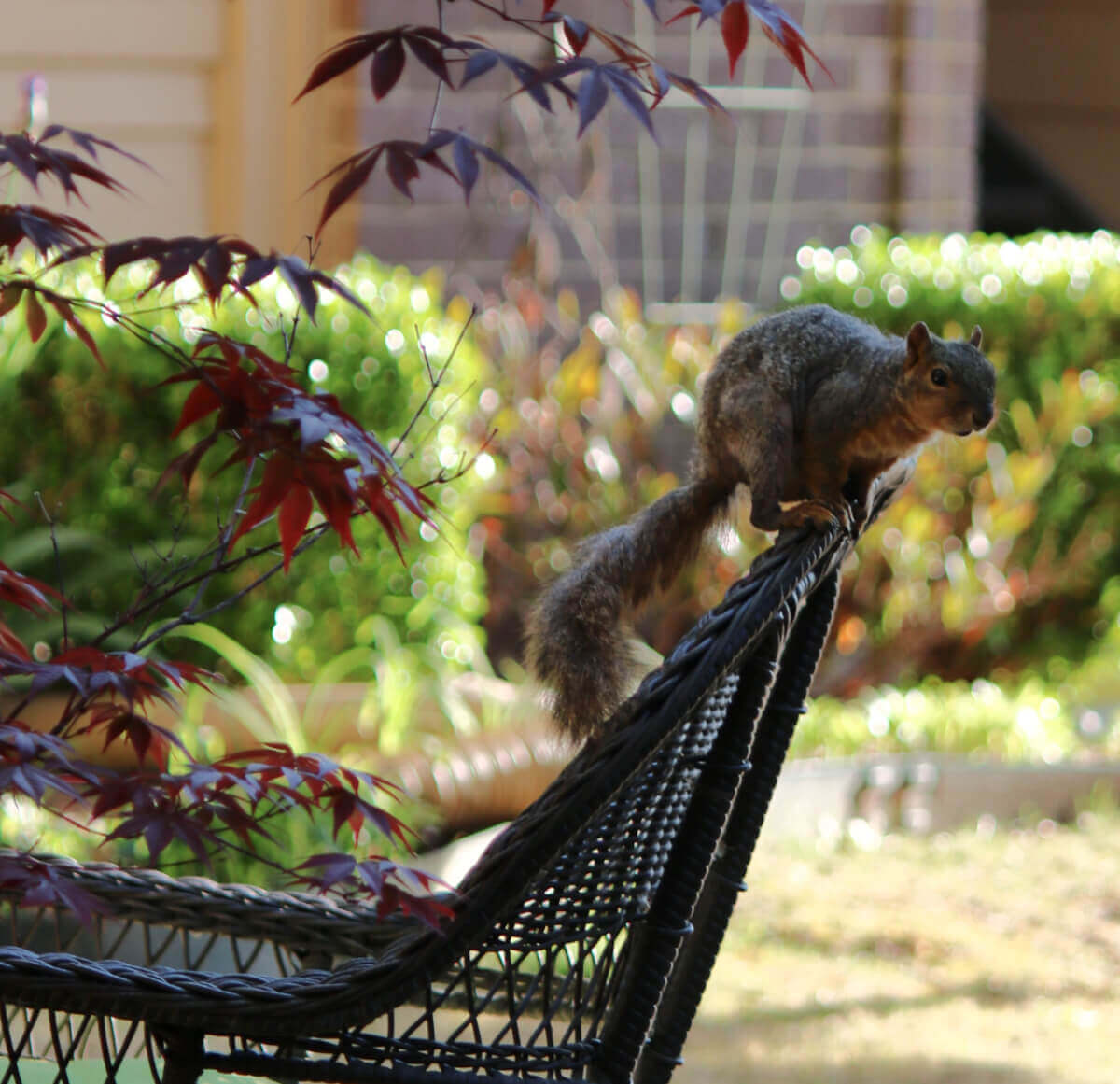A squirrel on my settee in my yard near my potted Japanese maple tree.