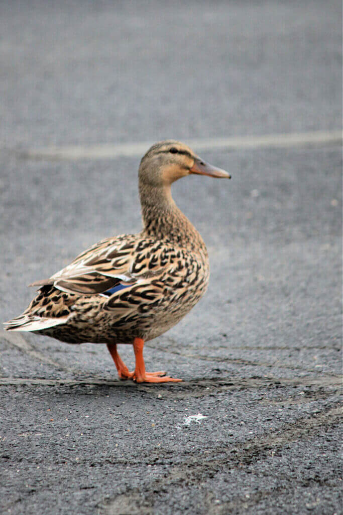 Here is the duck that was quacking. It's outside in front of my apartment.