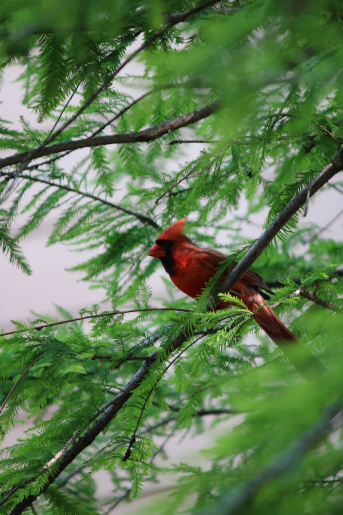 A beautiful male cardinal in my cypress tree