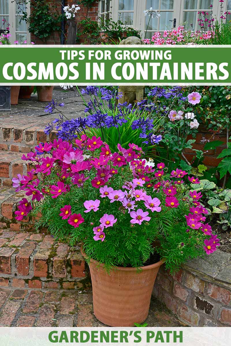 In Containers with vegetables growing, cosmos flowers growing in containers.