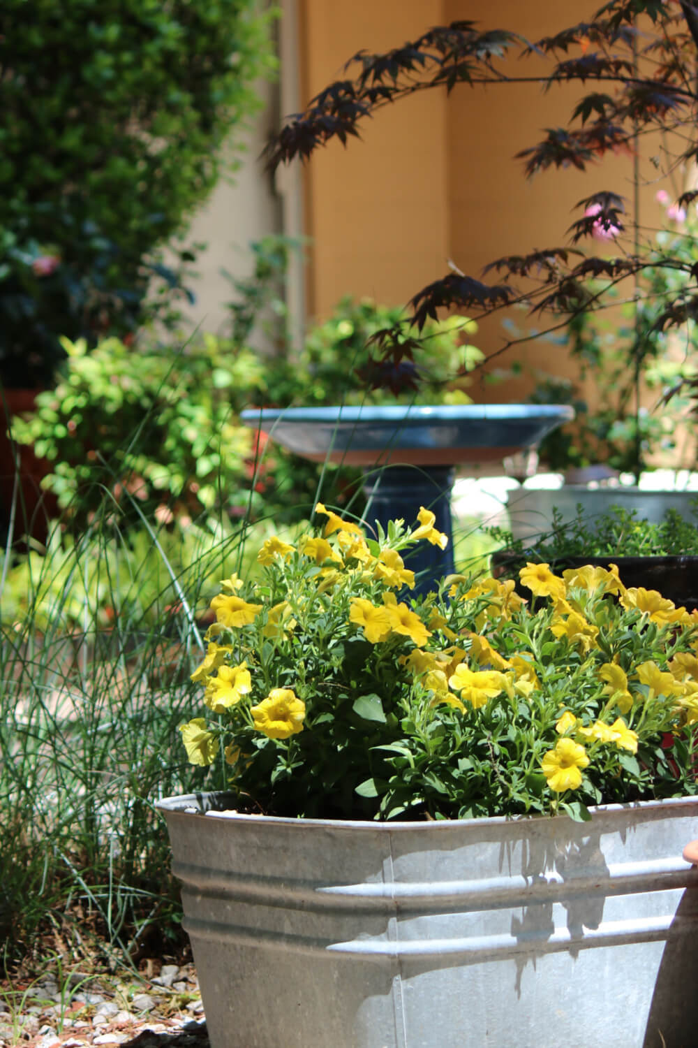 On Planting My Garden 2024, these are my yellow petunias in a galvanized container.