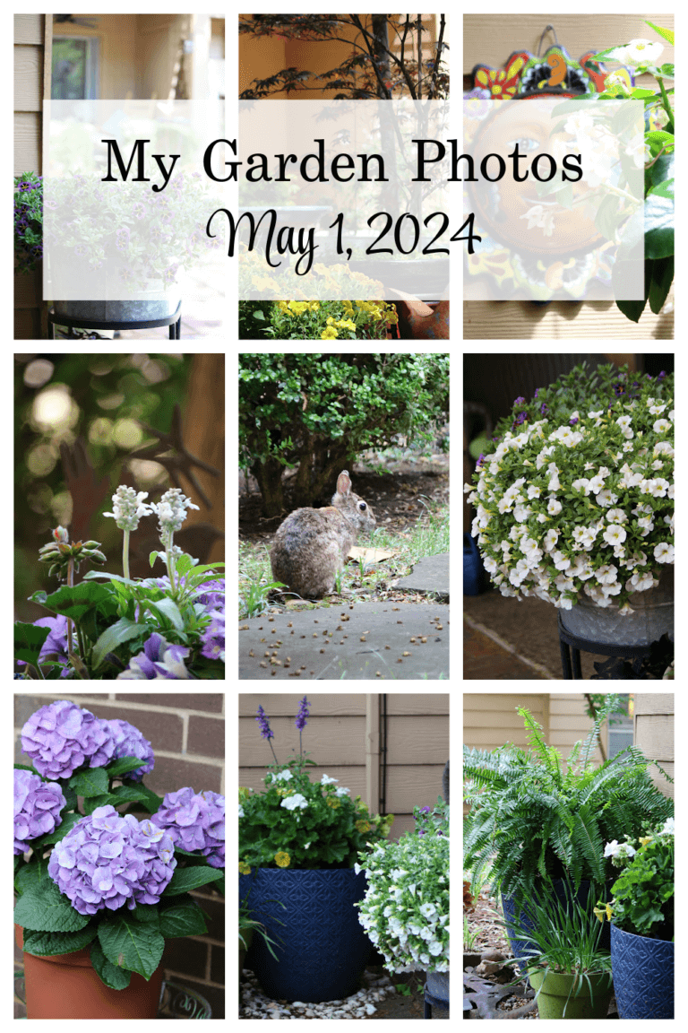 My Garden Photos May 1 2024