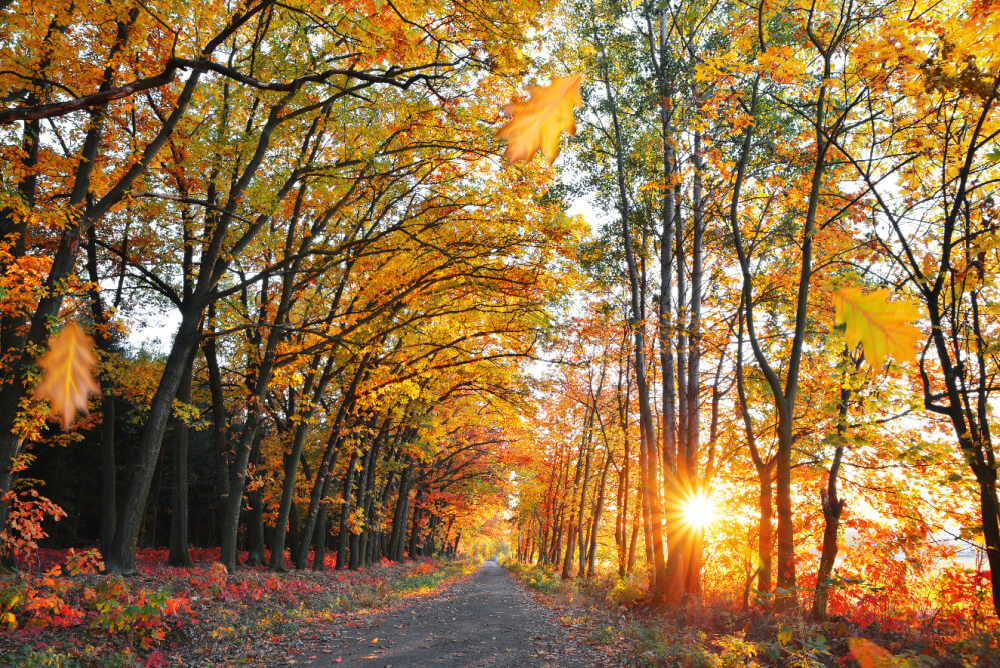 A road through a wooded area with trees on either side in fall colors.