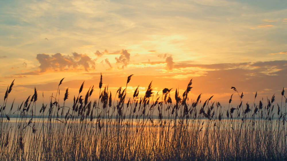 The bittersweet mood of autumn nostalgia hit me when I see countrysides of wild ornamental grasses against the horizon.