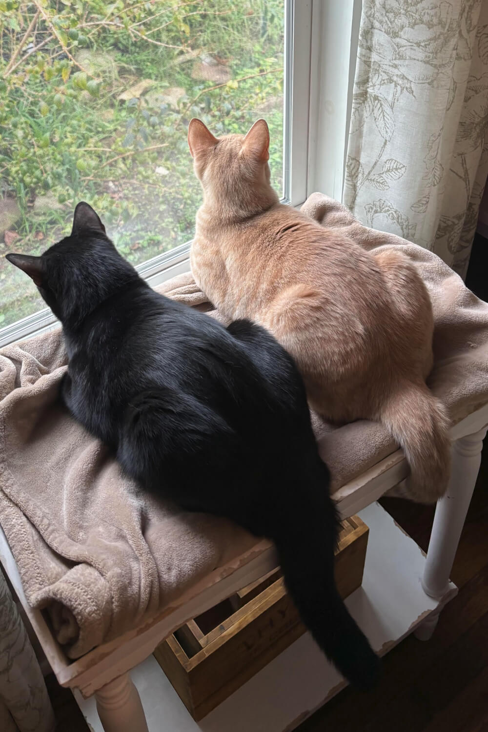 The bittersweet mood of autumn nostalgia remind me the Simon and Daisy were just kittens last year. Now they look grown up. 