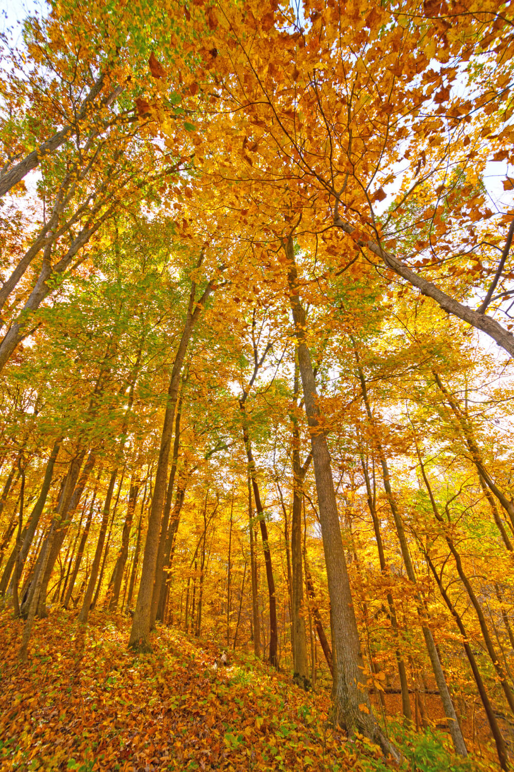Fall trees in a forest in orange and yellow colors.