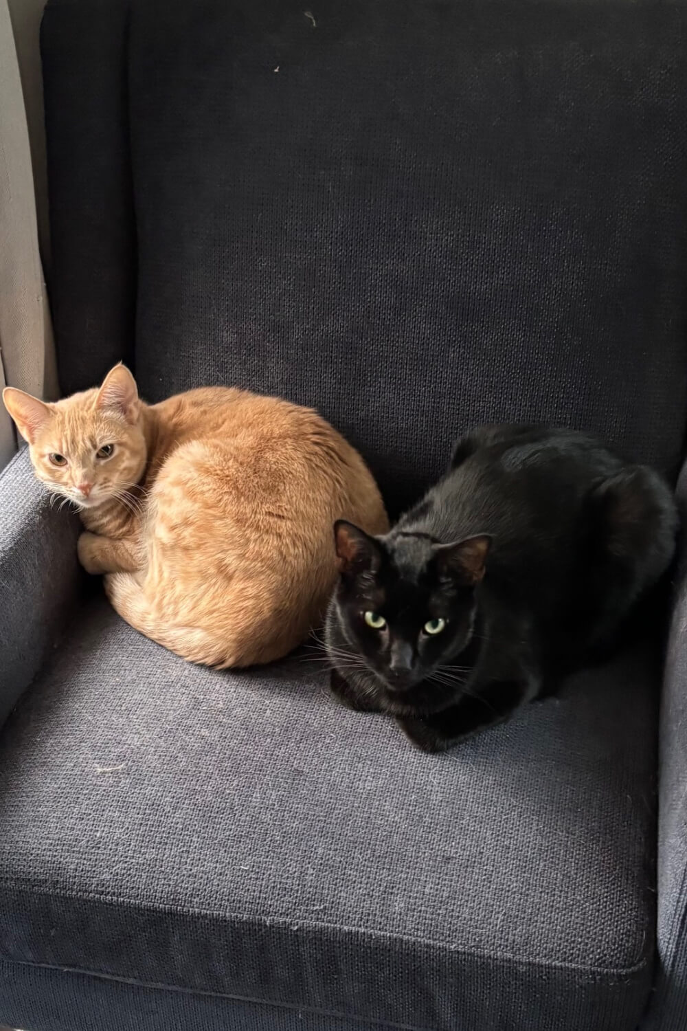 Daisy and Simon in a blue chair.