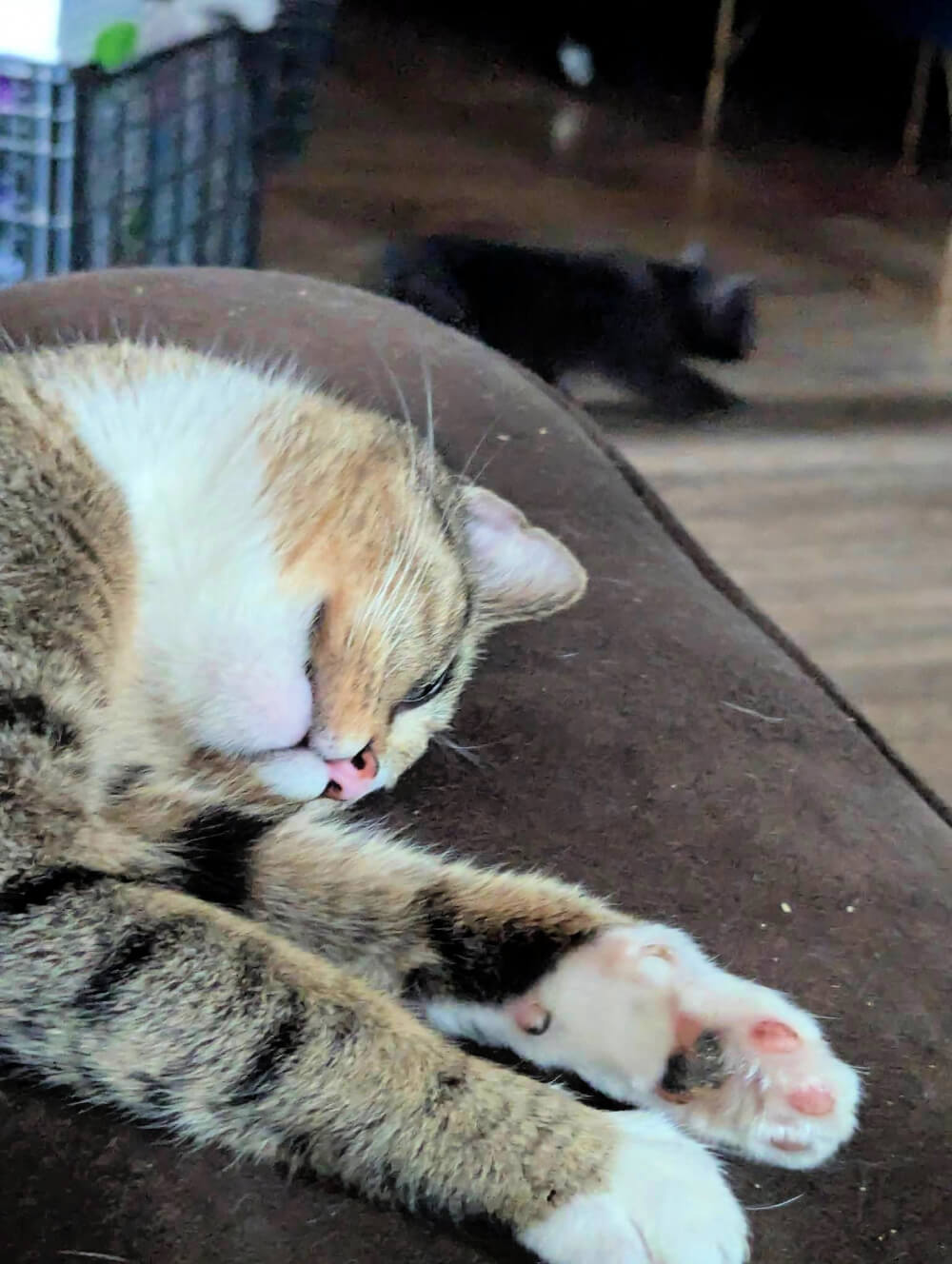 Darlin', the stray cat that has kittens.