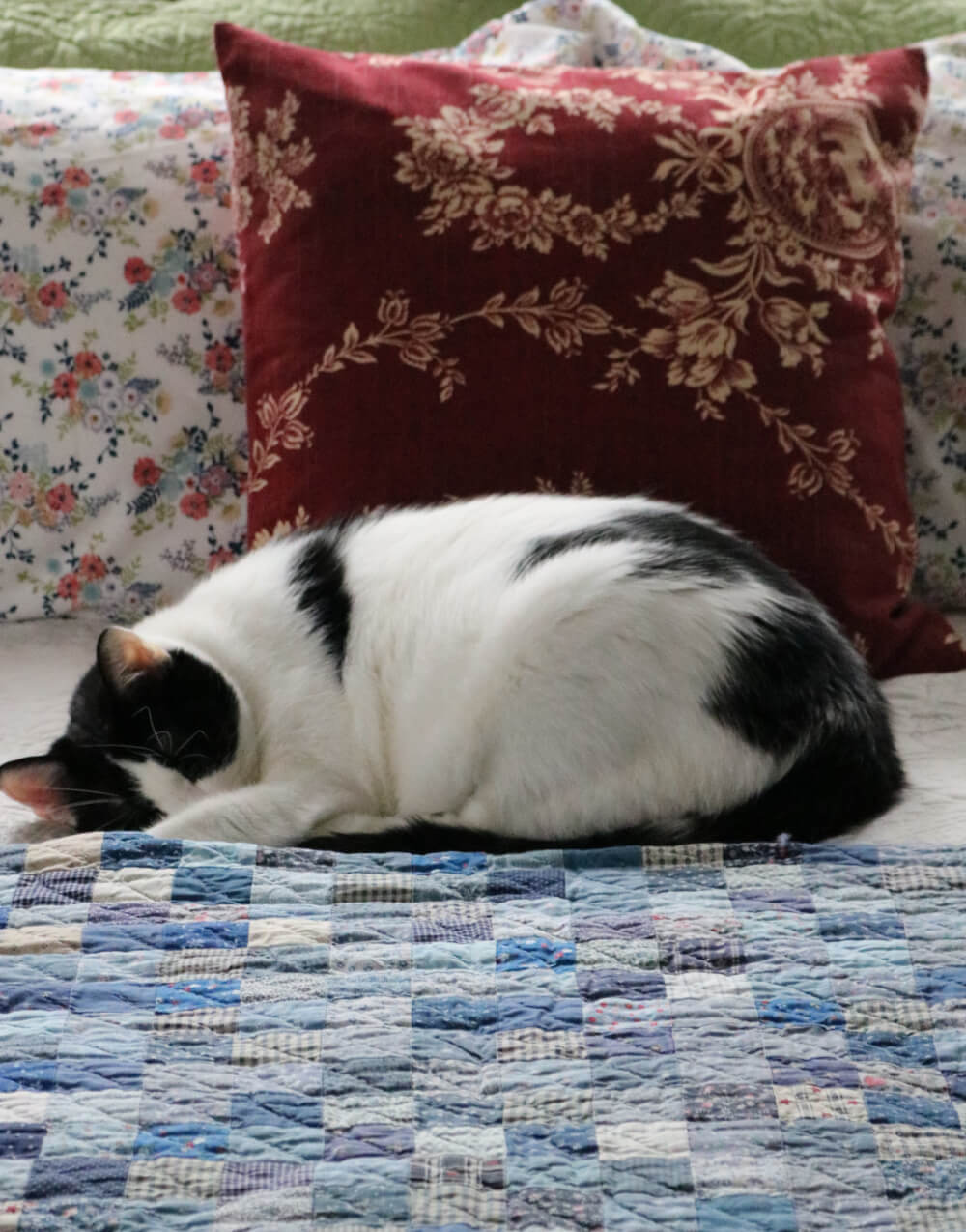 Ivy sleeping on the guest room bed.