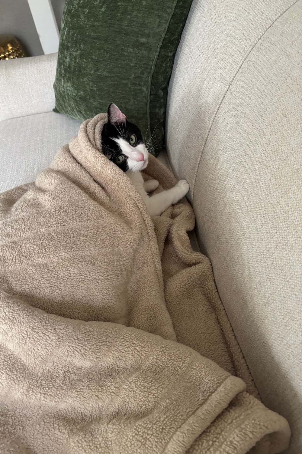 Ivy wrapped up in a blanket on my couch.