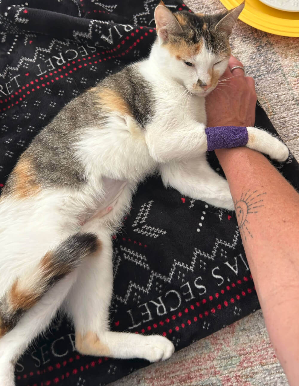 Magnolia when Kendra first brought her home.