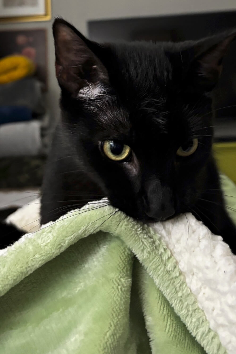 Simon sucking my bed blanket.