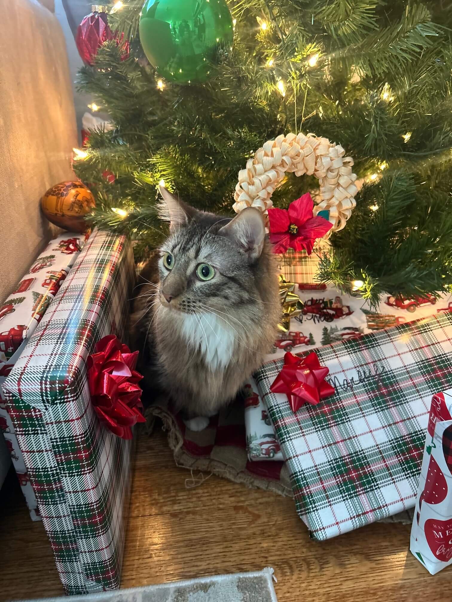 Millie, Kendra's other cat.