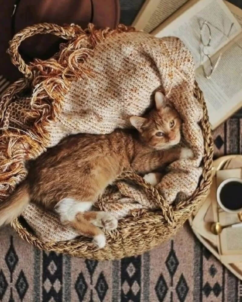A Winter Wonderland of Cozy Moments is an orange and white cat lying in a basket of warm throws.