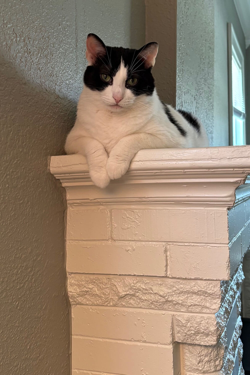 Ivy perched on the fireplace mantel.