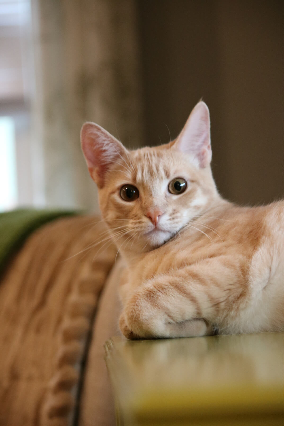 The secret to happiness are my precious kitties.