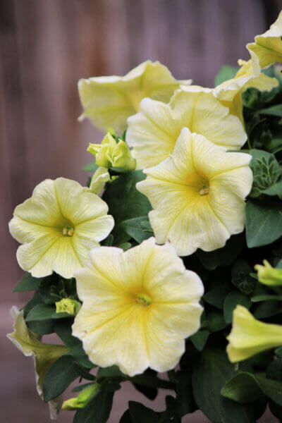 Dreaming of the garden in winter reminds me of the yellow petunias I grew in containers.