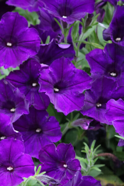 Dreaming of the garden in winter reminds me of my purple petunias.
