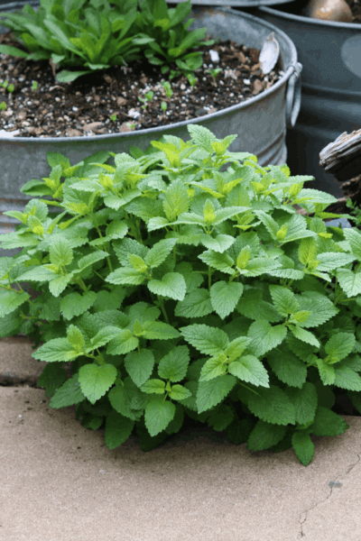 Dreaming of the garden in winter reminds me of the lush lemon balm that grew in a crack of the cement patio.