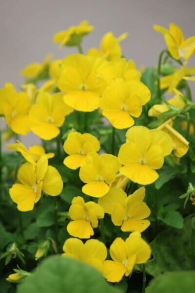 Dreaming of the garden in winter reminds me of the yellow pansies I grew one spring.