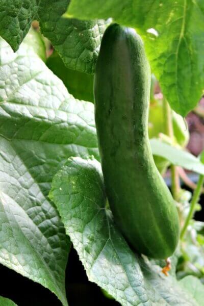 Dreaming of the garden in winter makes me think of planting cucumbers in containers.